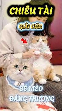 Chiêu Tài giải cứu bé mèo đáng thương và cái kết #viral #viralshorts #viralvideos #viralvideo