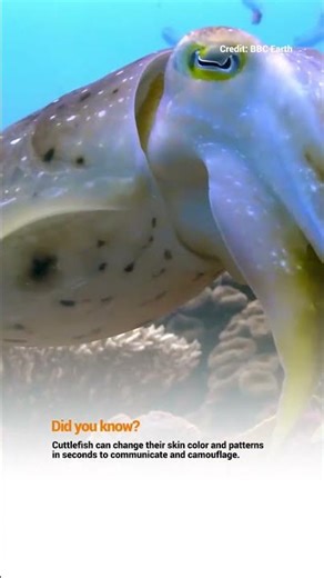 The Shape Shifting Cuttlefish #wildlife