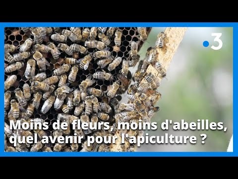 Réchauffement climatique : moins de fleurs, moins d'abeilles, quel avenir pour l'apiculture