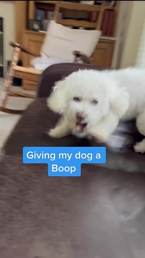 Playful Interaction: Booping Quincy's Tail with Patrick and Puppy