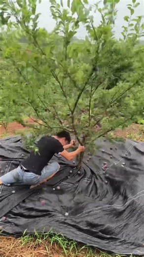 Efficient Plum Harvest: Shaking Trees for Quick Collection #shorts