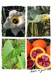 夏日识植物，一日一更，第147期。木鳖子，为葫芦科苦瓜属植物。俗名：俗名：老鼠拉冬瓜、糯饭果、番木鳖。粗壮大藤本，长达15米，具块状根；全株近无毛或稍被短柔毛，节间偶有绒毛。叶柄粗壮，叶片卵状心形或宽卵状圆形，质稍硬，雌雄异株。花萼筒漏斗状，裂片宽披针形或长圆形，长12-20毫米，宽6-8毫米，先端渐尖或急尖，有短柔毛；花冠黄色，裂片卵状长圆形，长5-6厘米，宽2-3厘米，先端急尖或渐尖，基部有齿