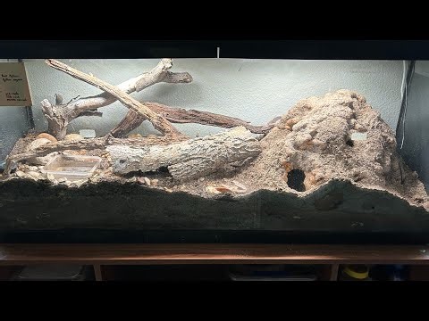 Creating a Bioactive Terrarium for My Rescue Ball Python