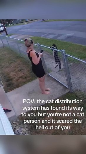 Understanding the Cat Distribution System in Action