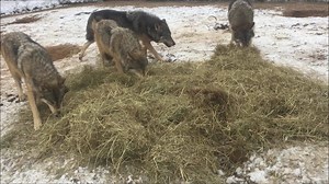 40 reactions · 15 shares | Winter and colder temps bring hay beds with them, but the wolves use hay for more than just sleeping on! They also use it for scent marking and food caching. | Wildlife Science Center | Facebook