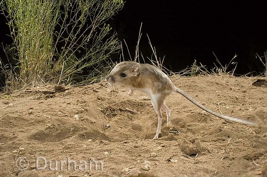 Kangaroo Rat Facts | Behavior, Diet, Habitat, Reproduction - Animals Time