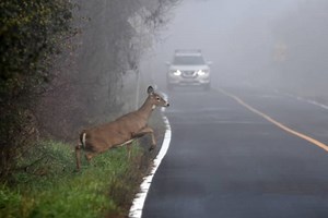 Deer can be a dangerous hazard on the road, here’s the tech that’s helping prevent collisions