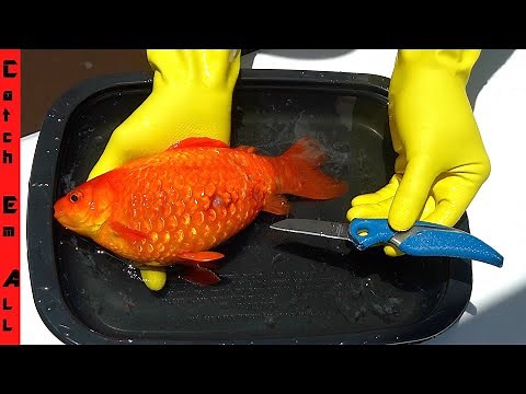 FISH with CANCER **Life Saving SURGERY on Mini Mu**