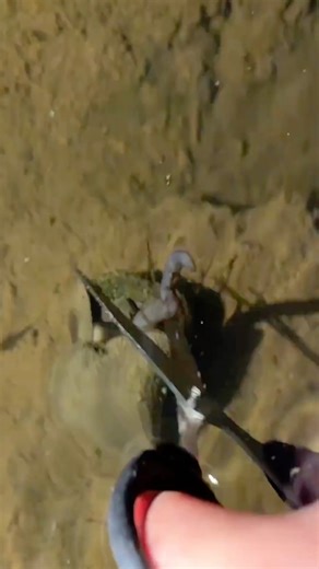 Garden vs snails: you lose 🐌⚔️🌿 #snails #pests #fight | Unwanted Snail