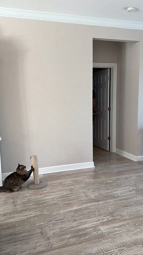 The scratch post that they deserve! 😻 This gives her the best stretch out of any scratch post 🔗 It’s linked in our bio! 🛒 XL Cat Scratching Post #xlscratchpost #scratchpost #scratch #petfinds #cats #pets #usefulfinds #stretching #claws #reels #exploret | Dulvo