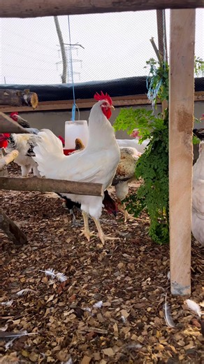 Utilisation du moringa chez les poulets Goliath (race locale améliorée)Le moringa est une plante aux nombreuses valeurs nutritionnelles, riche en protéines, vitamines et minéraux. Son utilisation dans l’alimentation des poulets Goliath, race locale améliorée, contribue à améliorer leur croissance, leur résistance aux maladies et leur état sanitaire général. | Terre de Tradition