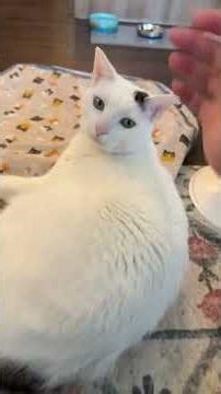 How I ask for consent and give space when meeting with new cat clients