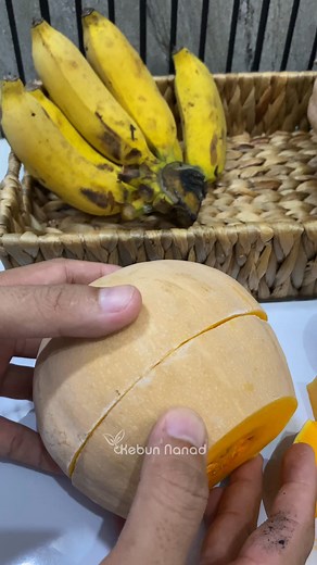 7.9K views · 53 reactions | Chopping butternut squash #gardeningtips #garden #squash | Kebun Nanad | Facebook