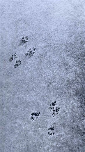 Are these baby rabbits’ footprints? Or deers’ footprints?