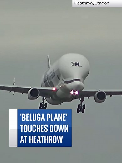 The Airbus Beluga, named after the whale that the aircraft resembles, made its way to London's Heathrow airport from Toulouse to deliver spare parts for a damaged Airbus plane. According to flight tracker Flightradar24, the Airbus Beluga is scheduled to return to Toulouse later today. #Airbus #Beluga #Plane #Aviation #London