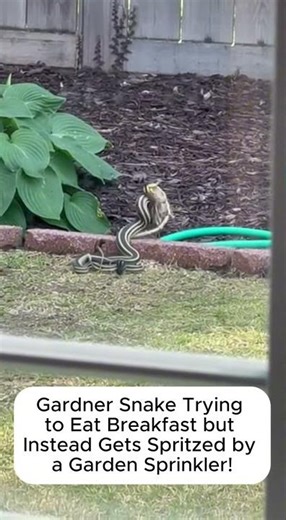 Gardner Snake in LA Backyard! Follow for more!
