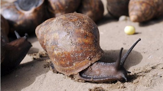 Giant African land snails: 'No solution' on their advance