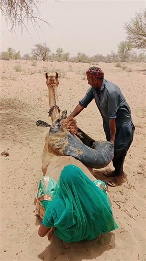 محاولة امرأة ركوب الجمل بالعكس تتحول إلى موقف طريف! 😂🐪