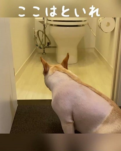 人間のトイレでうんこする犬