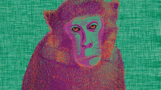 Where is the Mystery Monkey of Tampa Bay?