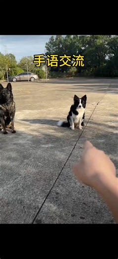 Sign language communication #pet #skills #dog #dogsoftiktok #petsoftiktok