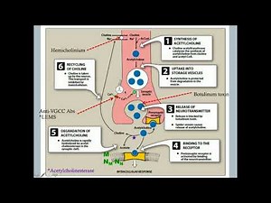 Autonomic Nervous System - CRASH! Medical Review Series