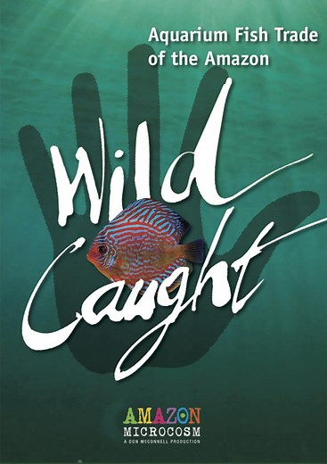 Wild Caught: Aquarium Fish Trade of the Amazon - Freshwater Exotics