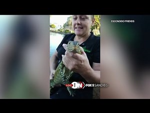 Dangerous Lizard On The Loose In Escondido