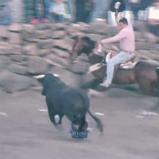 Salida Espectacular Del Toro El Mosquetero De Ganadería El Imperio Alcanzó Dos Caballos #toros