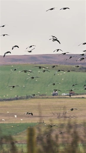 The arrival of Barnacle & White-fronted Geese to Loch Gruinart means one thing, and one thing only. Winter is coming. Footage captured by the incredible Nature North East. #rspbscotland #barnaclegeese #whitefrontedgeese #AutumnMigration @ | RSPB