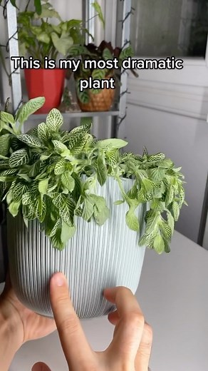 Ivan Ilic | Houseplants 🌱 on Instagram: "Who says plants can’t be dramatic? 🌱 I just gave my Fittonia some much-needed hydration to keep it looking its best. These plants are known for their beautiful, colorful veins, and with a little love and care, they can really make a statement in any space. Whether you’re an experienced plant parent or new to the world of plants, the Fittonia is a great choice. So if you’re looking to add some drama to your plant collection, consider giving the Fittonia 