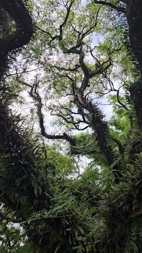 This Tree Is Older Than Your Country 😱🌍 (190 Years!)