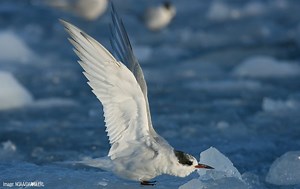 Arctic Tern | Oceana