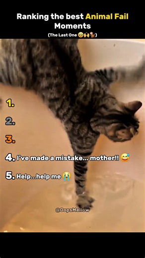 Ranking The Best Animal Fail Moments 😂 | Top 5 | #shorts