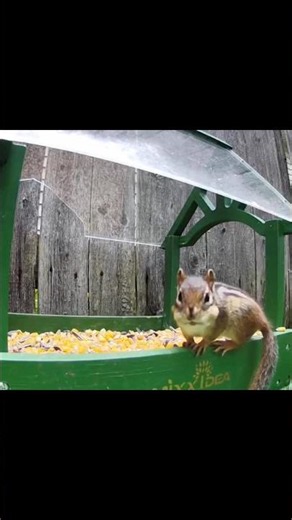 A Serious Chipmunk