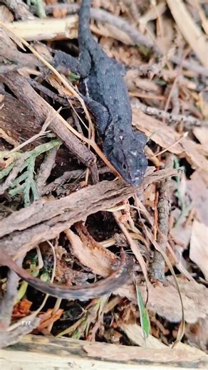 Lagartija Chintete: Especies y Características