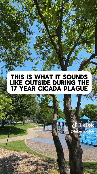 Under some trees my ears actually hurt, it’s crazy how loud these bugs are and the sheer number of them. #cicada #17yearcicada
