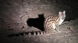 Common Genet Sitting On Ground Moving Stock Footage Video (100% Royalty-free) 11653235 | Shutterstock