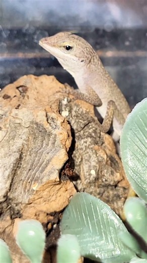 baby anole eating dinner