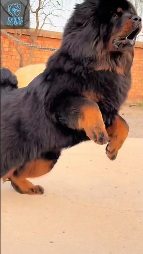 Tibetan Mastiff Beast: The King of Dogs