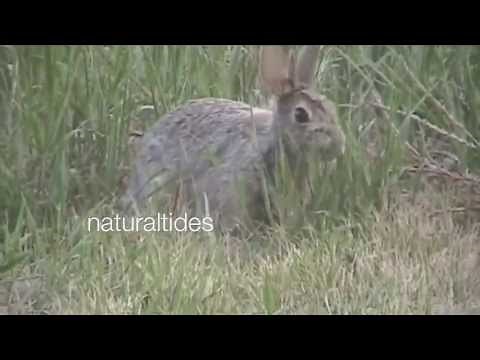 WILD RABBIT mating season !