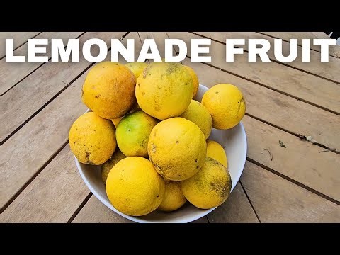 Lemonade Fruit