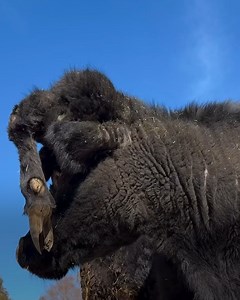 This cow was born with a hoor on its head. | Comedy JOE