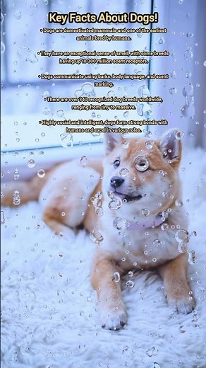 Key Facts About Dogs!