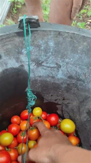 The process of picking tomatoes in a simple way -Agriculture farming #shorts