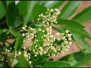 The uses and benefits of Brazilian pepper tree