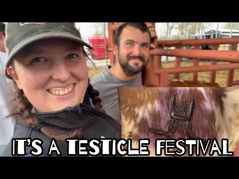 A Testicle Festival! Branding and Castration LIVE: MATURE