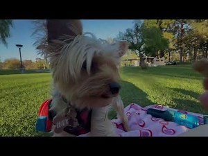 Indiana Bones short film demonstrating use of iPhone sfx of a beginner