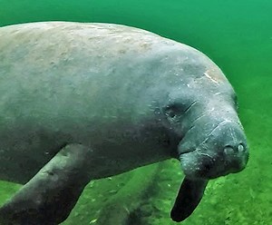 ​Blue Spring is the largest spring in the St. Johns River watershed