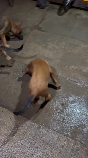 Maligators spotted! 🐊✨ Sharing a quick update on this energetic and healthy Belgian Malinois litter. These 12-week-old pups have: • Completed 3 vaccinations (2× 5-in-1, 1× 6-in-1) • Finished 4 deworming rounds They’re growing beautifully—bright, active, and showing the classic Malinois drive. If you’d like to learn more, feel free to send a message! 4 males 🚹 | 3 females 🚺 | 𝙵𝙰𝚃𝙱𝙾𝚈𝚂 𝙺9